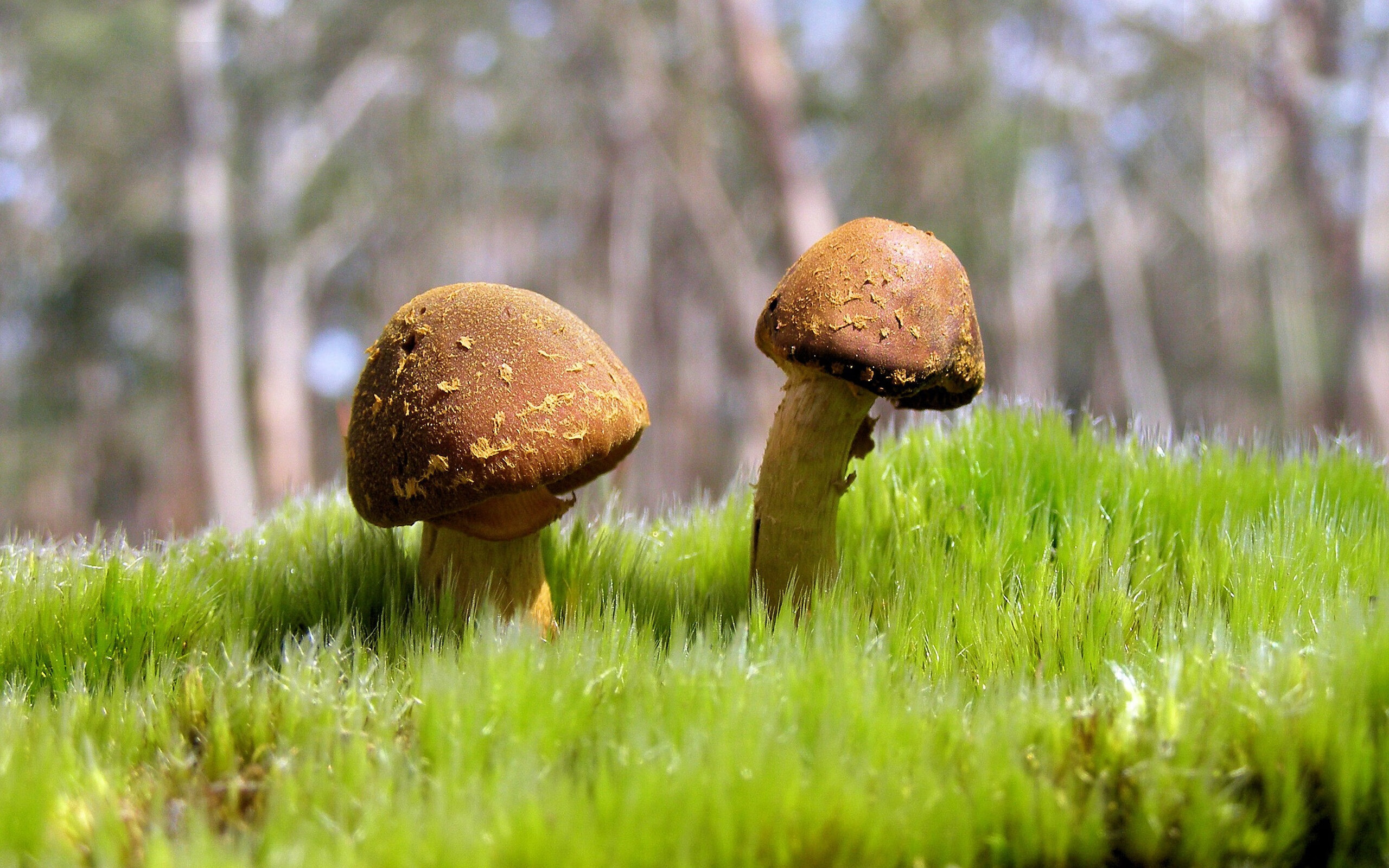 天外来客降临东方城墙，文班亚马关键战扼杀上海队逆转希望