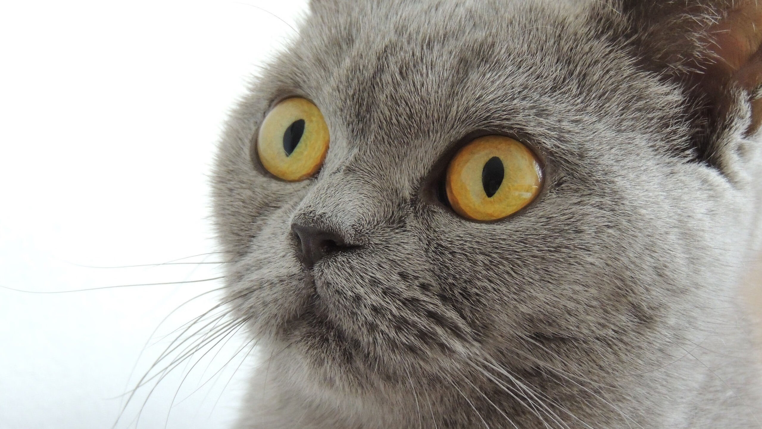 惊天横扫！尼克斯四场击溃公牛，新星班凯罗化身关键先生