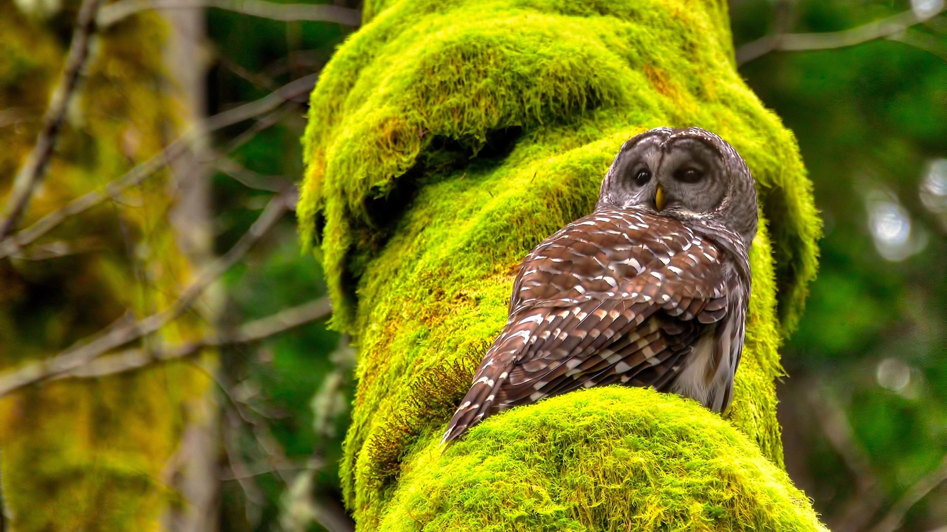 范弗利特三节摧毁悬念，太阳血战加时险胜新疆