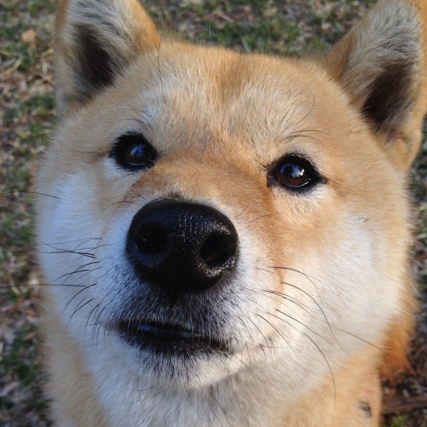 拉梅洛，新疆高原上，一道划过钢铁防线的流星