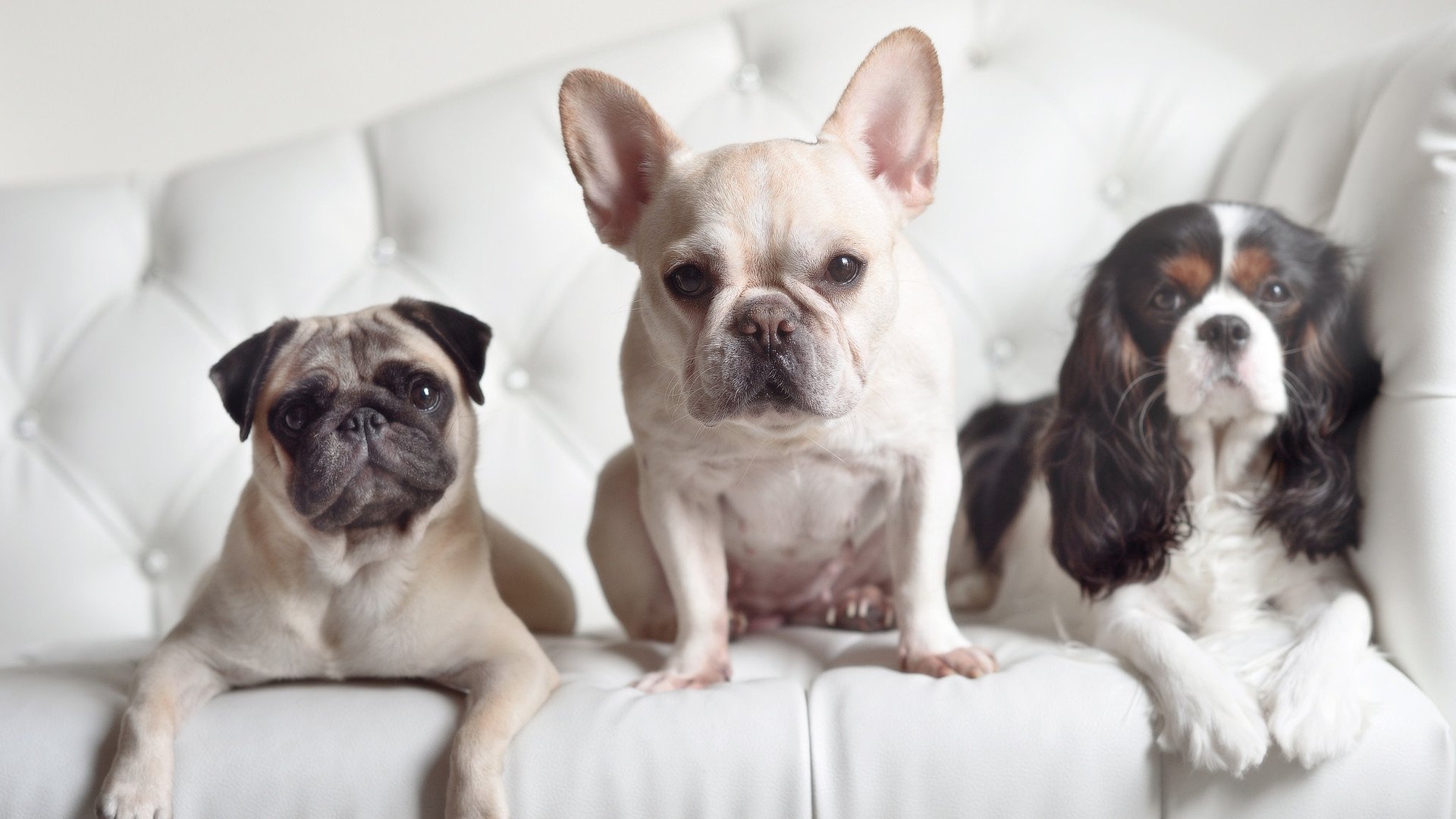 塞内加尔力量碾压摩纳哥，卡马文加关键时刻化身关键先生