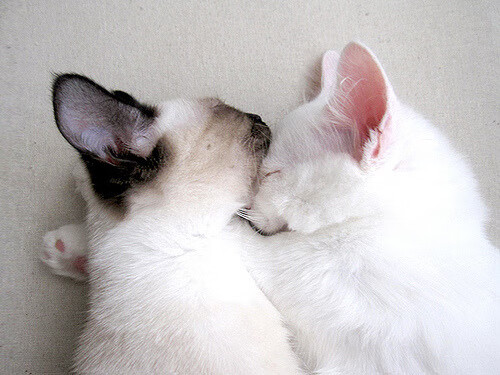 小贾伦爆发！湖人主场鏖战雄鹿，压制级表现定乾坤