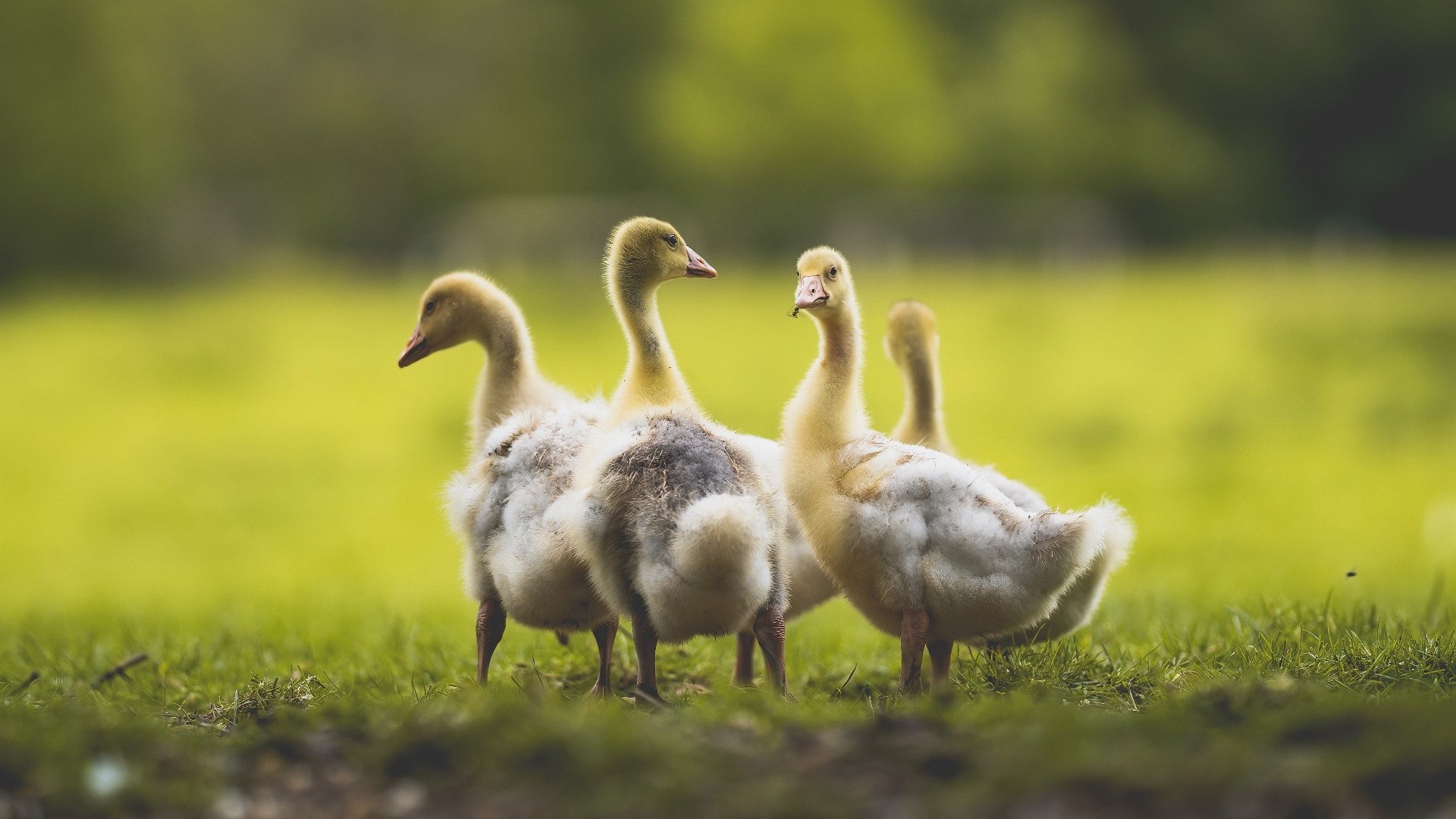 一剑封喉！阿劳霍东决关键战三分雨击溃宿敌