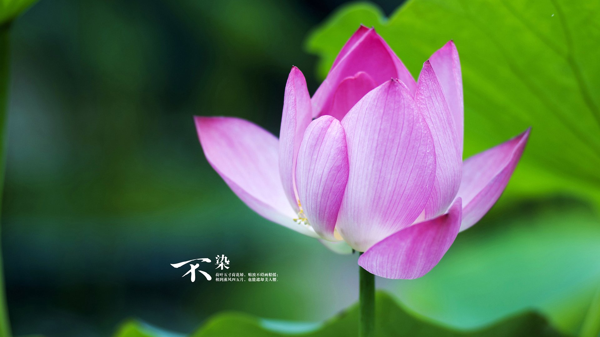 跨界启示,快船掀翻雷霆,塔图姆关键先生之风范