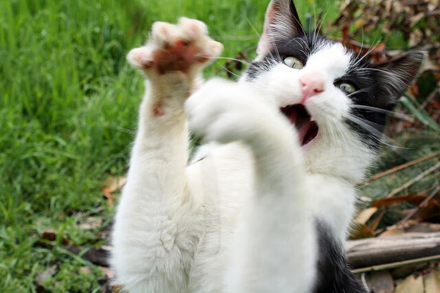 足球世界的双重奏，瑞士碾压乌拉圭，久保建英在意甲焦点战接管比赛