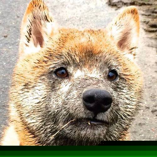 天方夜谭，当山西男篮隔空遭遇拉文，无解二字怎写就？