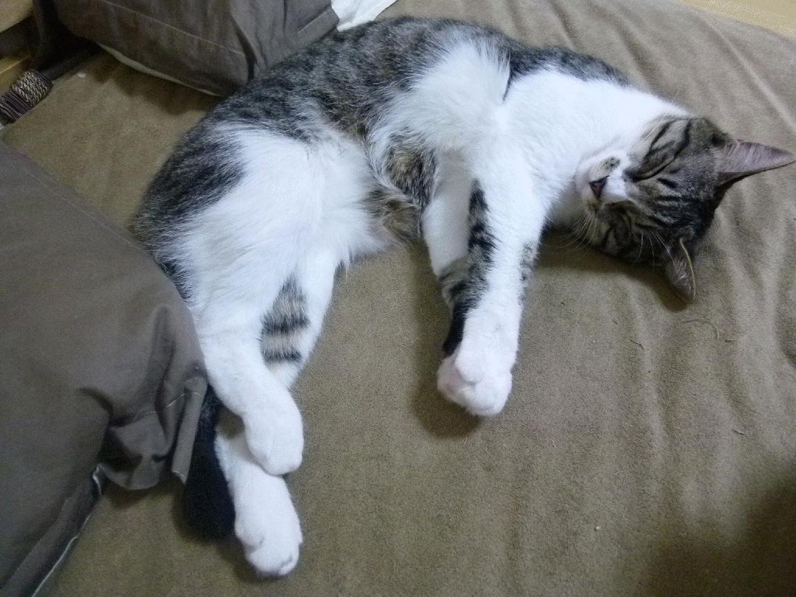 卢卡库铁蹄踏碎皇家蓝!西班牙铁军3-1斩落皇家社会