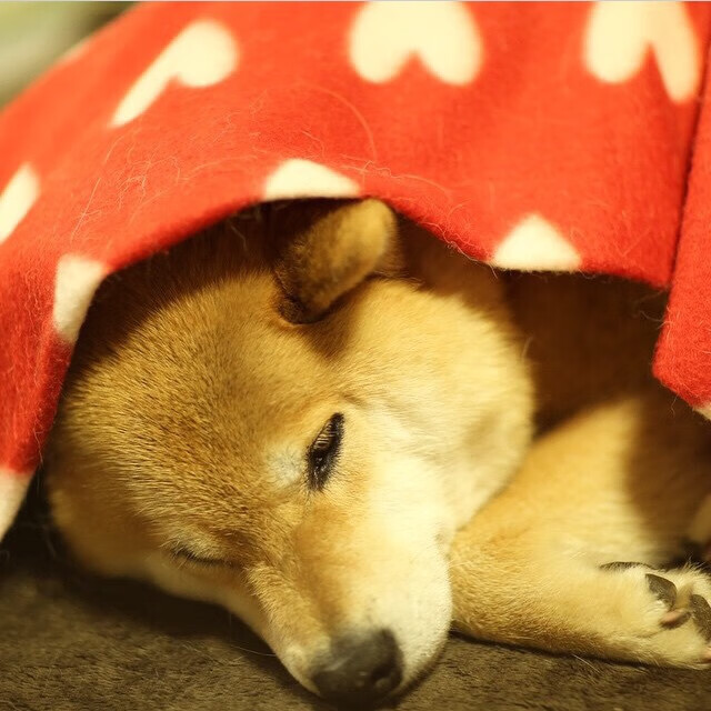 孤胆英雄!武切维奇扛起浙江队,独木成林的篮球奇迹