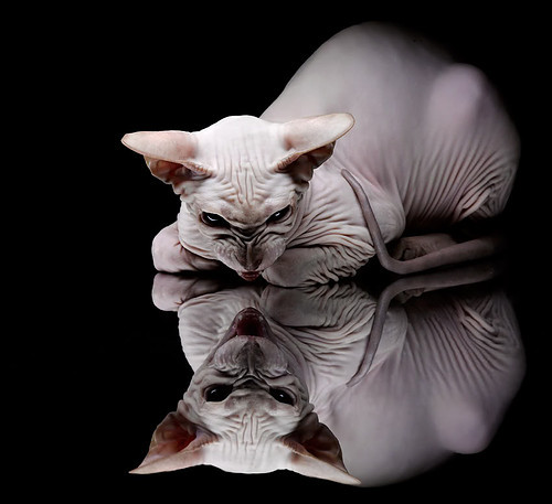 天使之翼斩断雷恩防线，迪马利亚让对手完全无解的足球美学