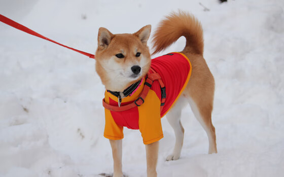 一球定乾坤，文班亚马的绝杀如何撼动世界篮球版图