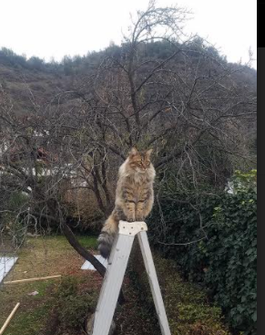 破界，当奇才横扫北京队，莫兰特用一场胜利定义新篮球时代