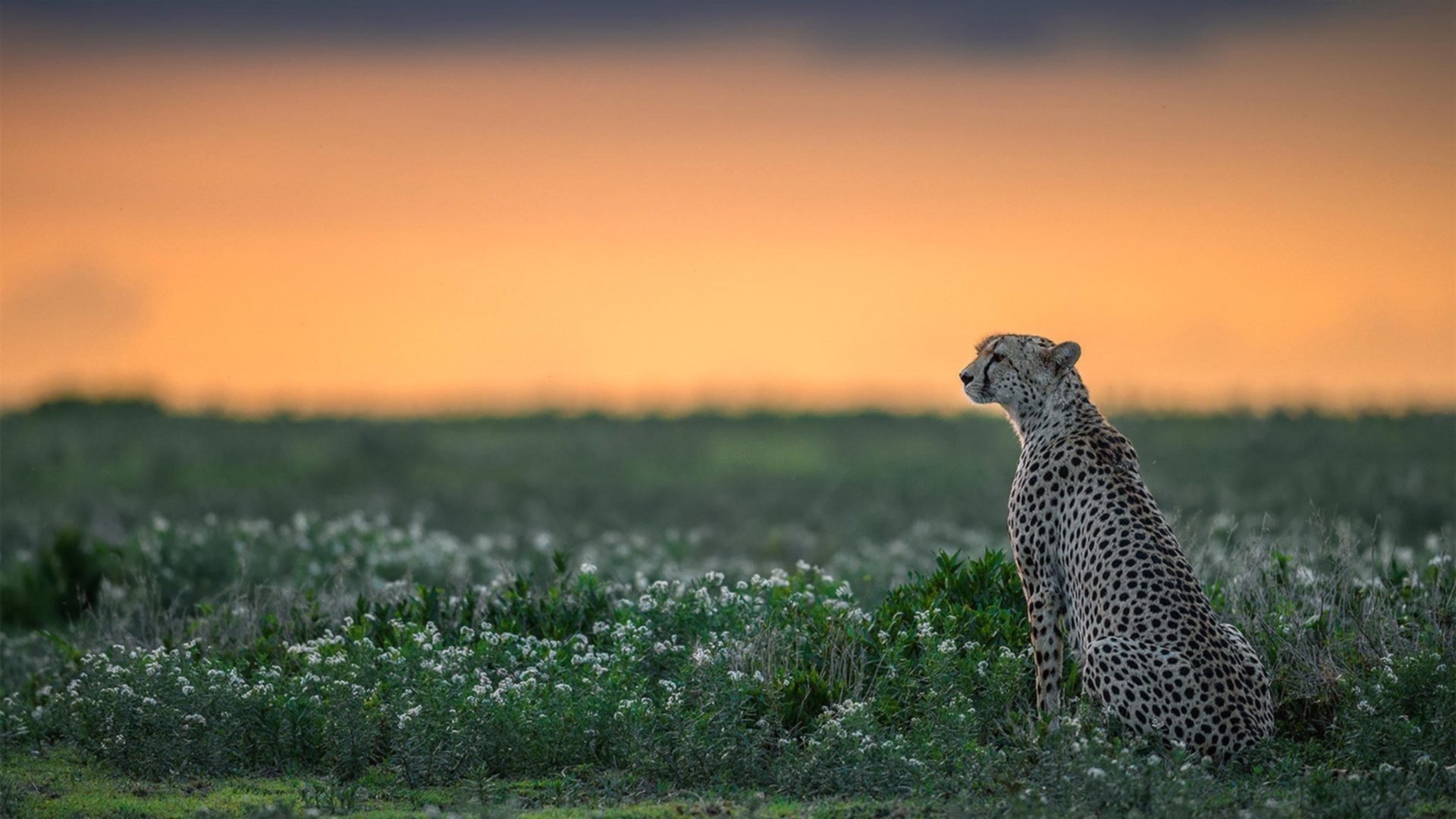 绝杀时刻，拉文压哨三分助公牛险胜篮网，化身关键先生