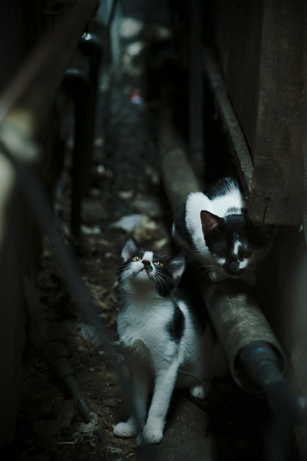 库里关键时刻发威，黄蜂队力克北京队迎胜局