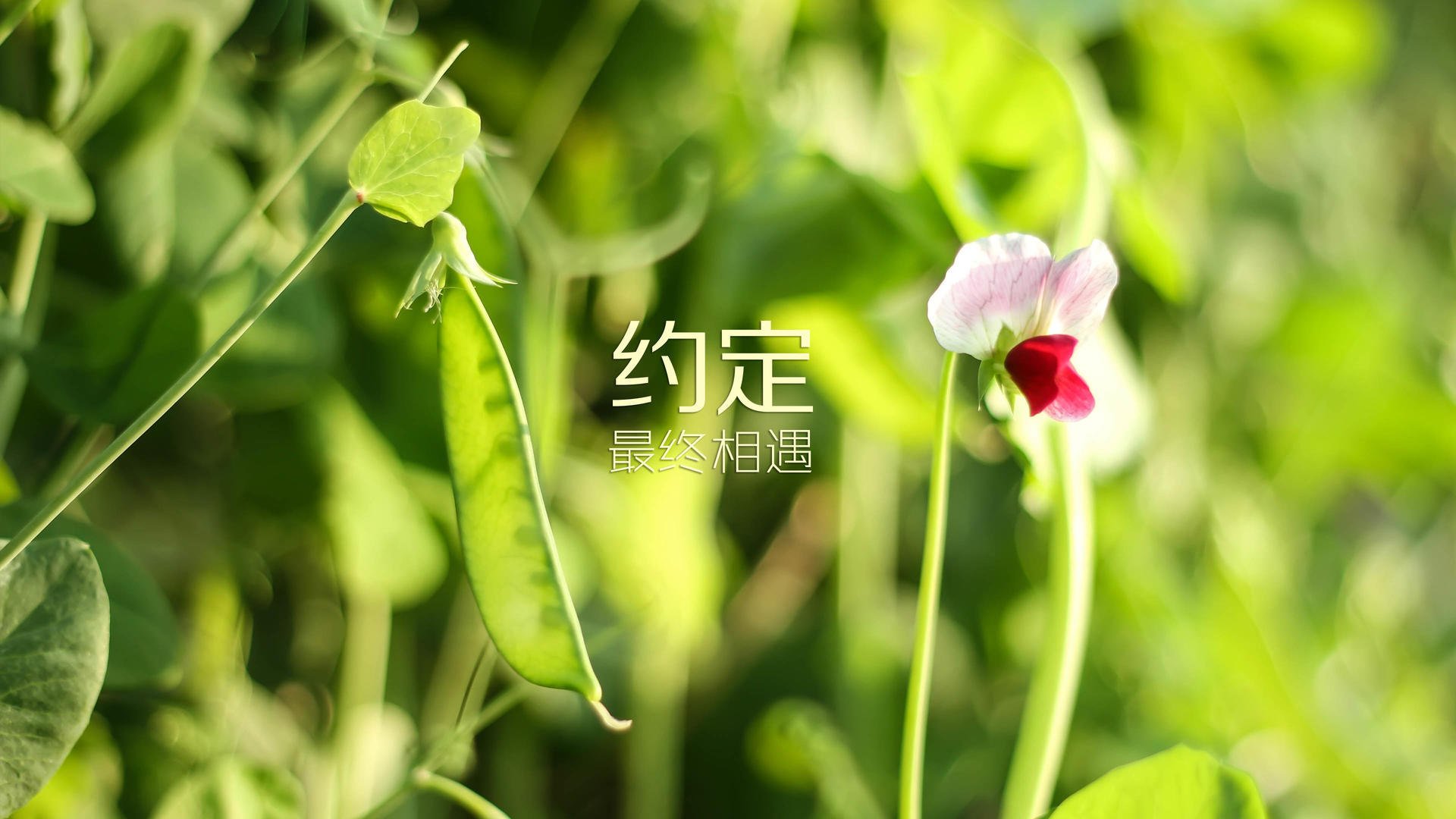 定海神针！巴萨稳稳拿下伊拉克，德里赫特一手掌控比赛走势