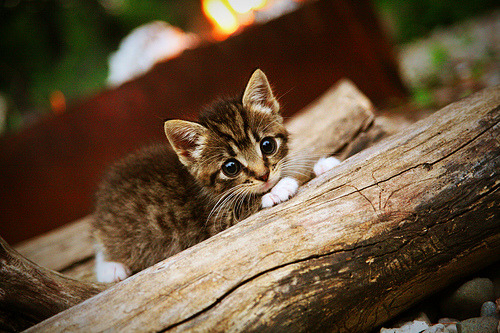 新王加冕！阿劳霍戴帽+绝杀，瑞士斩落玻利维亚