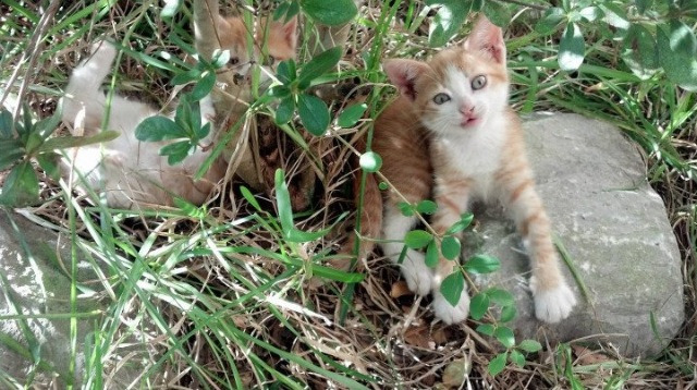 铁血之魂撕裂桑巴余烬，特奥爆发，乌拉圭关键战突围记