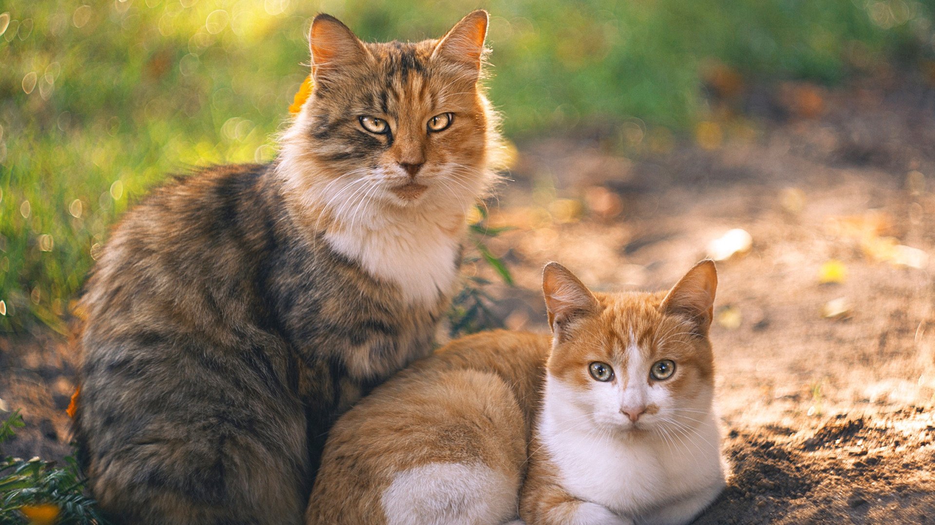 黑马神话再续！摩洛哥全面压制伊拉克，引爆美加墨世界杯首个西亚足球格局地震